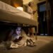 La esposa que se escondió bajo la cama descubrió el verdadero plan de su marido