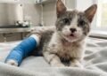 Мотоциклист спас кошку, выброшенную из движущейся машины