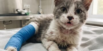 Мотоциклист спас кошку, выброшенную из движущейся машины